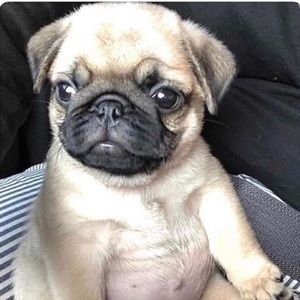 Meet your Posher, Jason